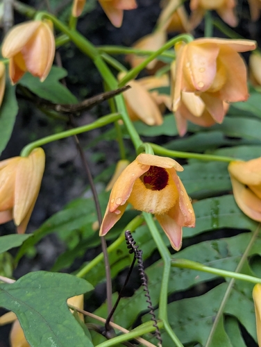 Dendrobium moschatum, photograph 4
