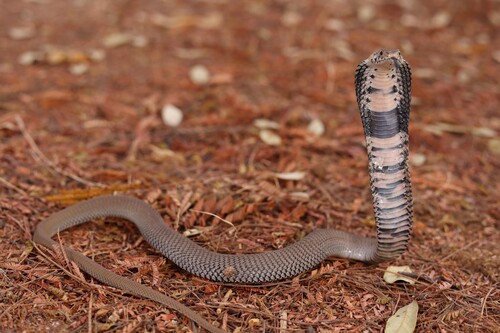 Mozambique Spitting Cobra