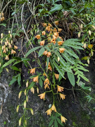 Dendrobium moschatum, photograph 5