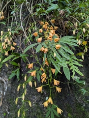 Dendrobium moschatum, photograph (c) Sagnik Dutta Roy, some rights reserved (CC BY)