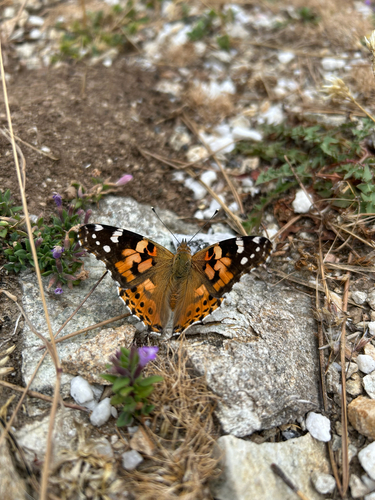 Painted Lady