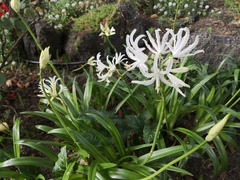 Nerine
