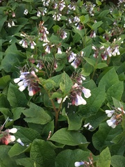 Symphytum × hidcotense