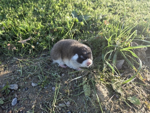 Cape Molerat
