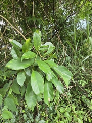Erycibe henryi