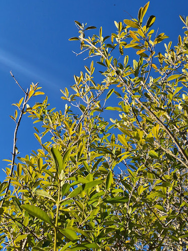 Citharexylum montevidense, photograph 4