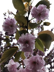 Prunus