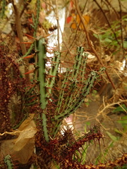 Euphorbia aeruginosa