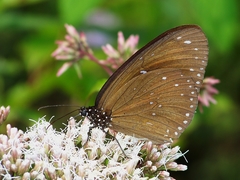 Euploea sylvester swinhoei