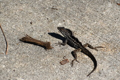 Anolis sagrei