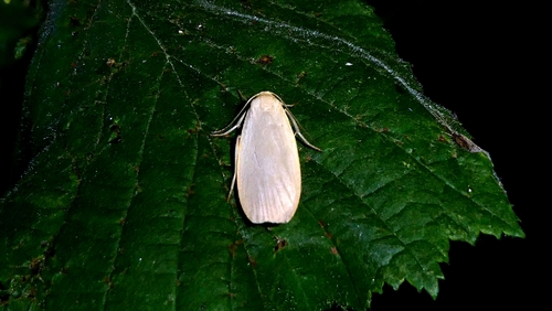 Dingy Footman photo 2
