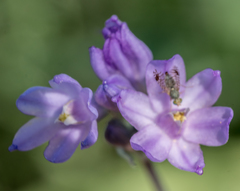 Euarestoides acutangulus