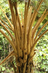 Sphaeropteris horrida