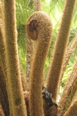 Sphaeropteris horrida