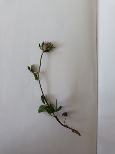 Trifolium striatum observed 2026-07-08