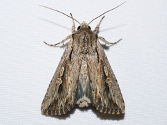 Persectania dyscrita