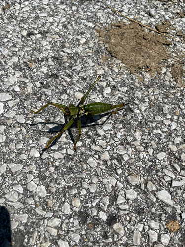 Anatolian Predatory Bush-cricket