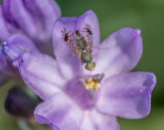 Euarestoides acutangulus