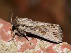 Persectania dyscrita