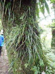 Haplopteris anguste-elongata