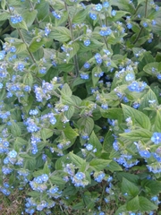 Pentaglottis sempervirens