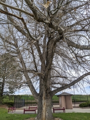 Populus deltoides monilifera
