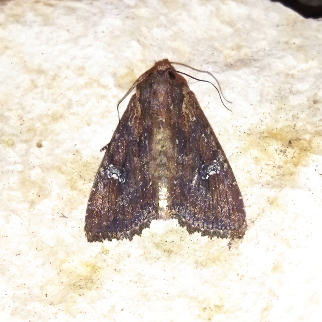Apamea aquila