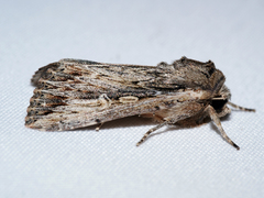 Persectania dyscrita