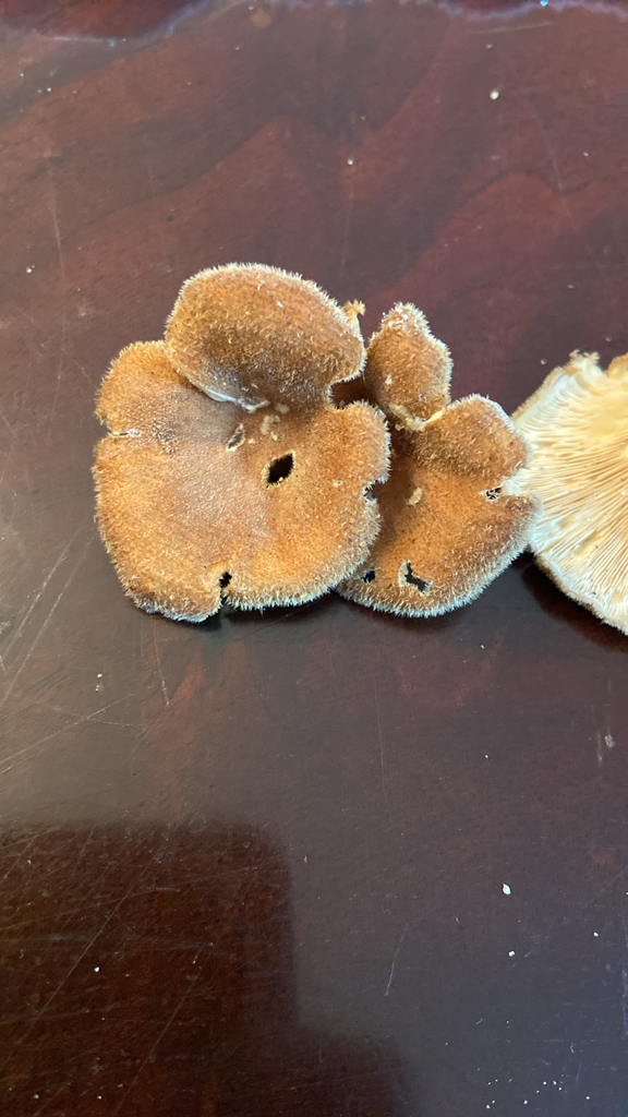 Hairy Oyster Mushroom · July 2026 · photo: Photo: no rights reserved · iNaturalist