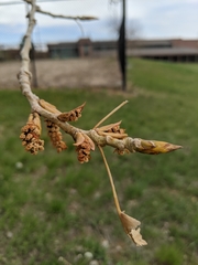 Populus deltoides monilifera