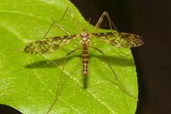 Epiphragma ocellare