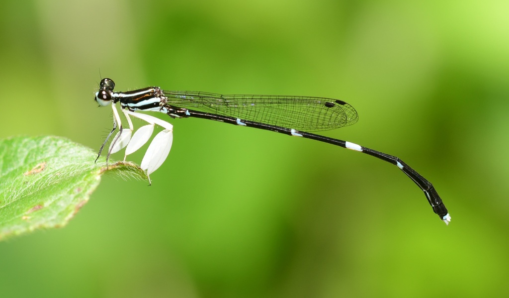 Platycnemis phasmovolans