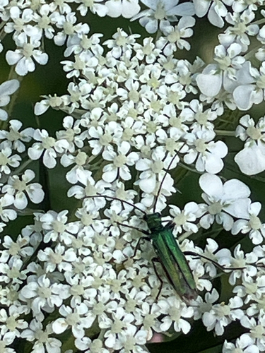 Grüner Scheinbockkäfer