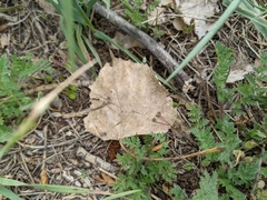 Populus deltoides monilifera