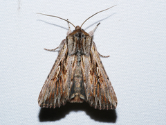 Persectania dyscrita