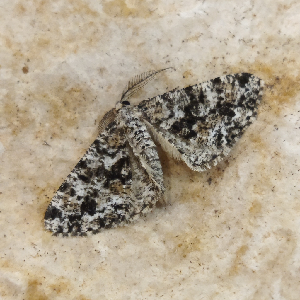 Speckled Beauty
