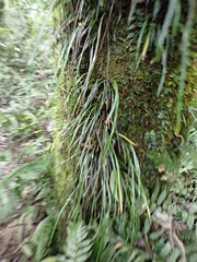 Haplopteris anguste-elongata