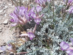 Astragalus utahensis