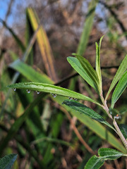 Baccharis punctulata, photograph (c) Rocío Esmeralda Pose, some rights reserved (CC BY)