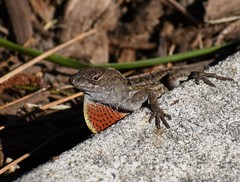 Anolis sagrei