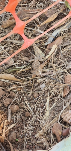 Tropical Spiny Agama