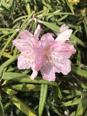 Rhododendron makinoi