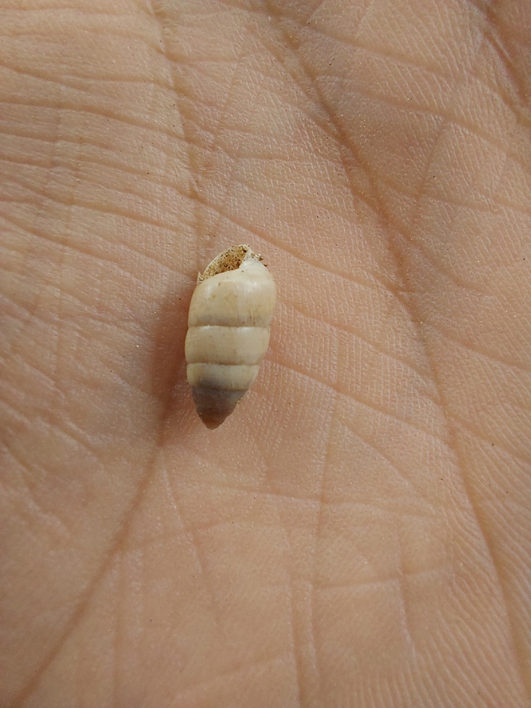 Zootecus chion