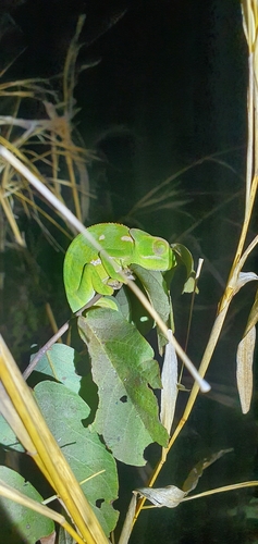Flap-necked Chameleon