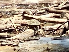 Graptemys geographica