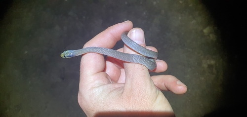 Red-lipped Snake
