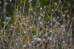 Rabdophaga strobiloides