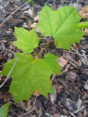 Acer platanoides