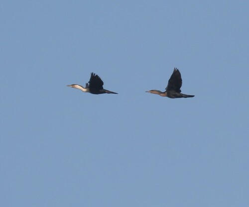 iNaturalist: (c) Fiona Hellmann, some rights reserved (CC BY-NC), uploaded by Fiona Hellmann iNaturalist image