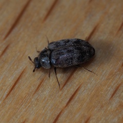 Trogoderma glabrum